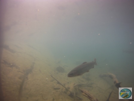 Fotos da pesca esportiva em Chaiten no Chile